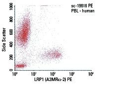 Lrp Antibody A Mr Scbt Santa Cruz Biotechnology