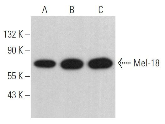 Mel Antibody H Scbt Santa Cruz Biotechnology