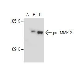 Mmp C Scbt Santa Cruz Biotechnology