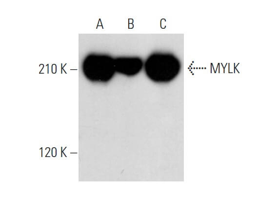 Mylk Antibody A Scbt Santa Cruz Biotechnology