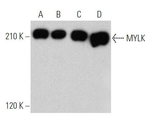 Mylk A Scbt Santa Cruz Biotechnology