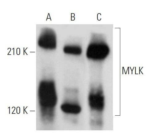 Mylk Antibody A Scbt Santa Cruz Biotechnology