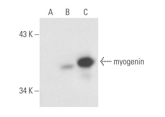 myogenin抗体 D 10 SCBT Santa Cruz Biotechnology