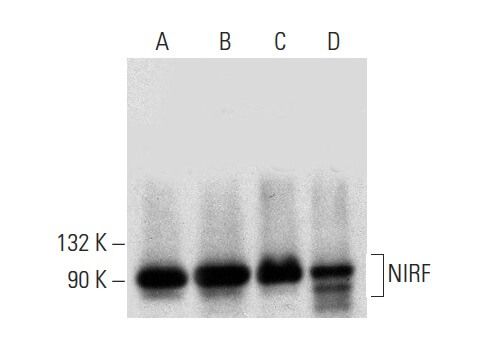 Nirf C Scbt Santa Cruz Biotechnology