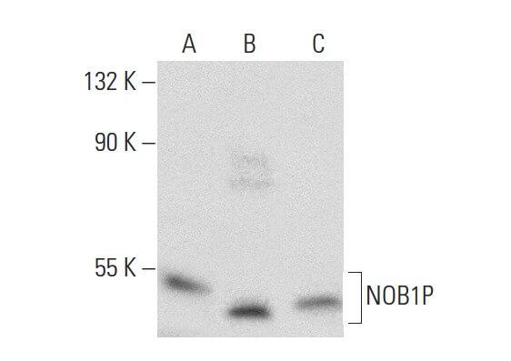 SCBT Santa Cruz Biotechnology