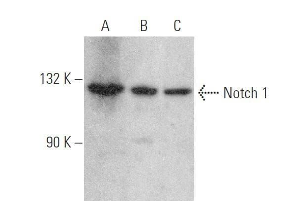 Notch1抗体 C 10 SCBT Santa Cruz Biotechnology