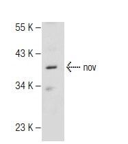 nov抗体 F 7 SCBT Santa Cruz Biotechnology