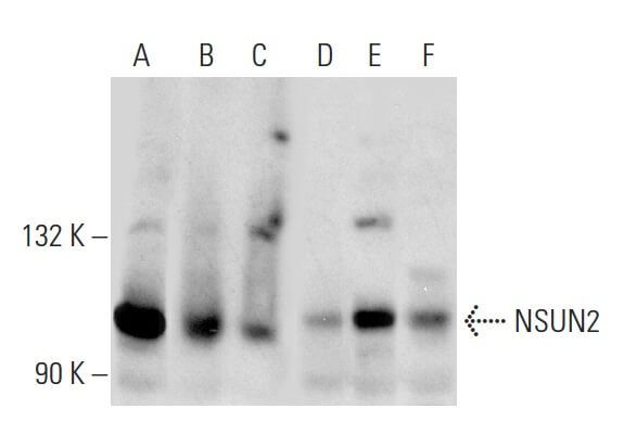 SCBT Santa Cruz Biotechnology