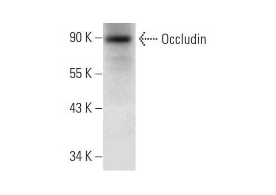 Occludin抗体 F 7 SCBT Santa Cruz Biotechnology