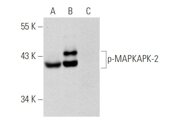 SCBT Santa Cruz Biotechnology