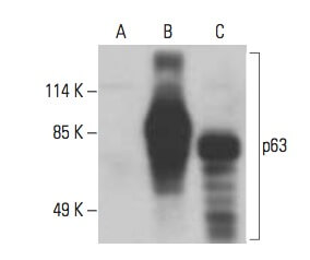 Anti P Antibody D Scbt Santa Cruz Biotechnology