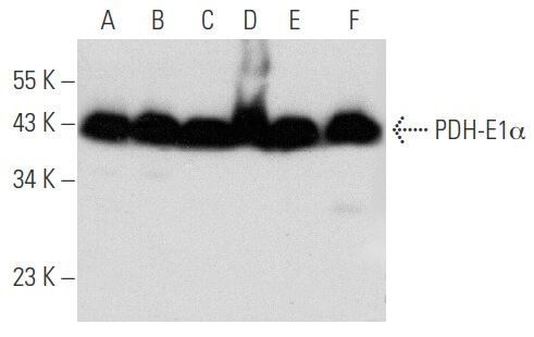 Pdh E D Scbt Santa Cruz Biotechnology