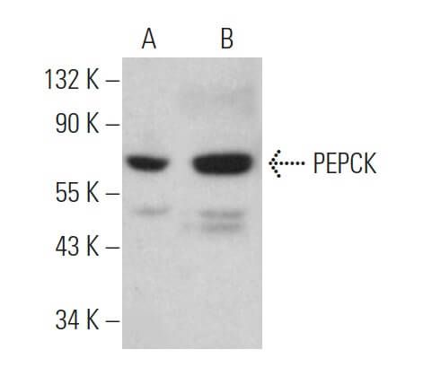 Pepck Pck Pck F Scbt Santa Cruz Biotechnology