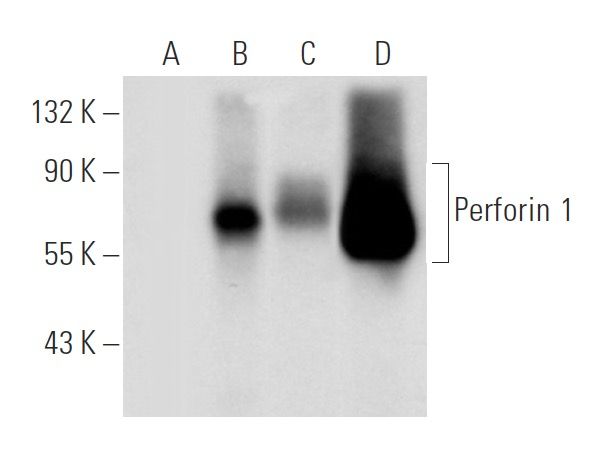 Perforin 1 Antibody F 1 SCBT Santa Cruz Biotechnology