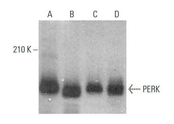 Perk B Scbt Santa Cruz Biotechnology