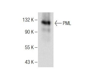 Pml C Scbt Santa Cruz Biotechnology