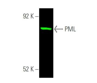 Pml Antibody Pg M Western Blotting Image