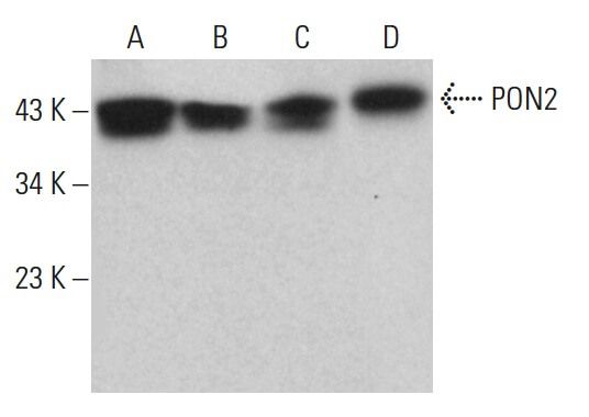 PON2抗体 C 5 SCBT Santa Cruz Biotechnology