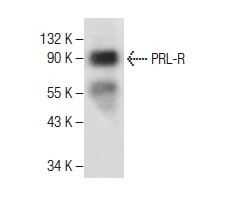 PRL R抗体 D 7 SCBT Santa Cruz Biotechnology