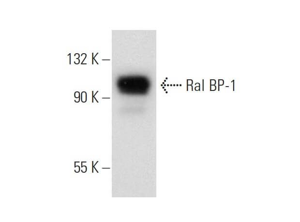 Ral BP 1抗体 H 10 SCBT Santa Cruz Biotechnology