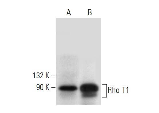 Rho T1抗体 A 8 SCBT Santa Cruz Biotechnology