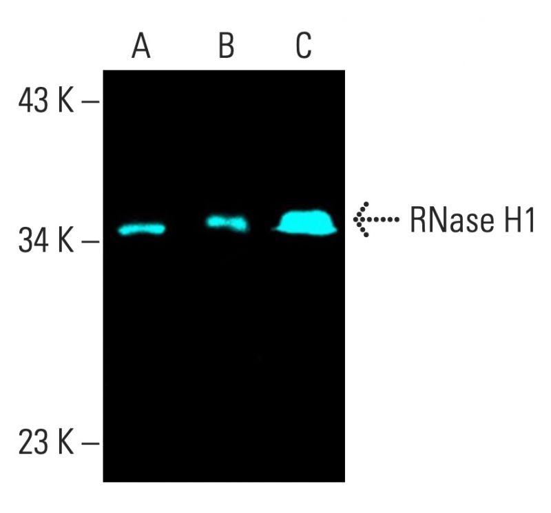 RNase H1抗体 H 4 SCBT Santa Cruz Biotechnology