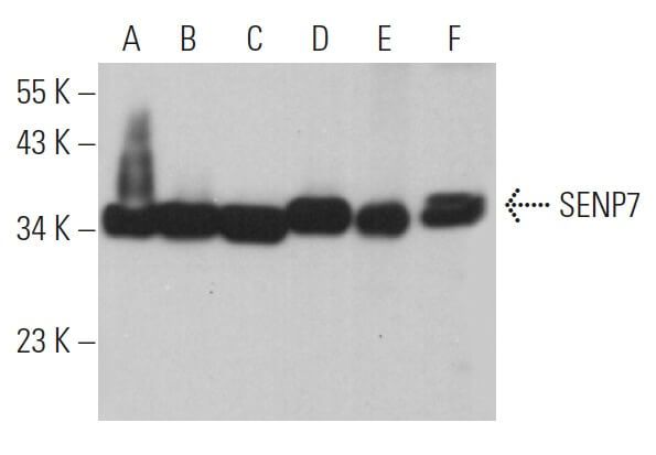 SENP7抗体 E 8 SCBT Santa Cruz Biotechnology