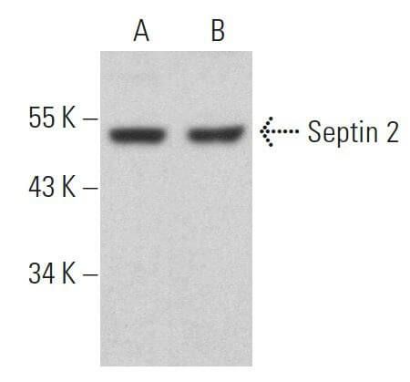 Septin Antibody F Scbt Santa Cruz Biotechnology