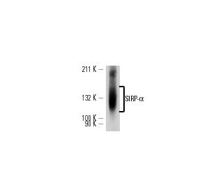 Sirp Ox Scbt Santa Cruz Biotechnology