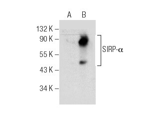 Anti Sirp Antibody A Scbt Santa Cruz Biotechnology