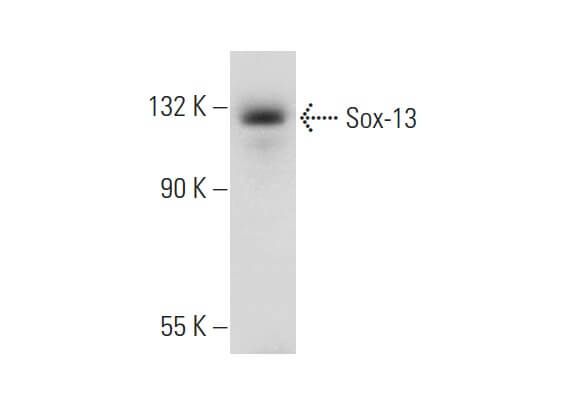 Sox 13抗体 B 5 SCBT Santa Cruz Biotechnology