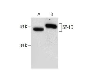 Sr D H Scbt Santa Cruz Biotechnology