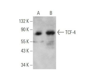 Anti TCF 4 Antibody D 4 SCBT Santa Cruz Biotechnology