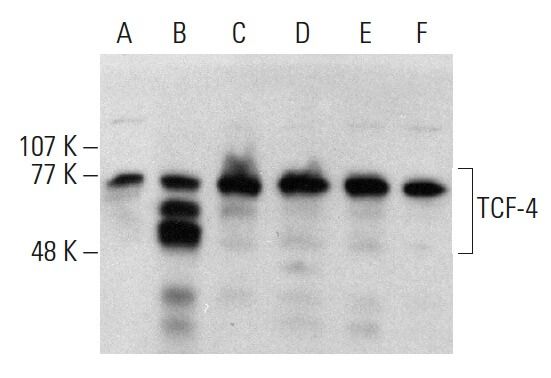 TCF7L2 TCF4 Antibody D 4 SCBT Santa Cruz Biotechnology