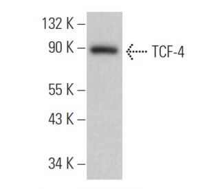 TCF 4 Antibody H 7 Western Blotting Image 360964