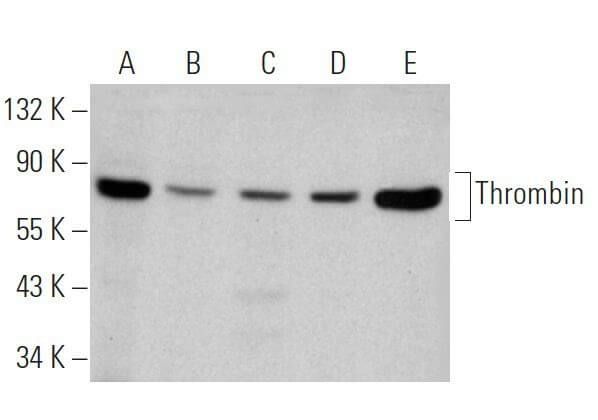 Thrombin Antibody F Scbt Santa Cruz Biotechnology