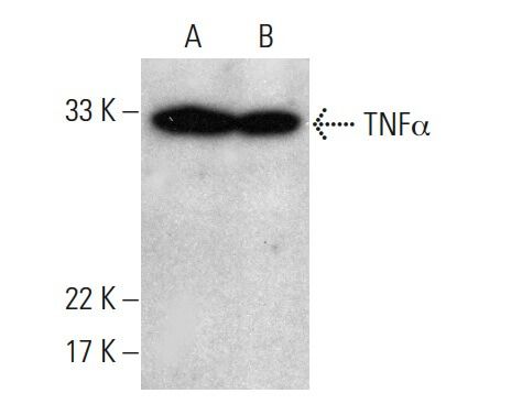 Tnf Alpha Antibody Tn Scbt Santa Cruz Biotechnology