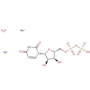 UDP Disodium Salt CAS 27821 45 0 SCBT Santa Cruz Biotechnology