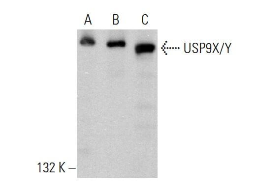 Usp X Y E Scbt Santa Cruz Biotechnology