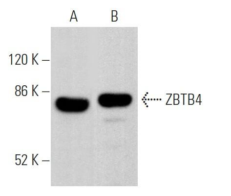 Zbtb A Scbt Santa Cruz Biotechnology