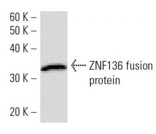 Anti Znf Antibody Znf H D Scbt Santa Cruz Biotechnology