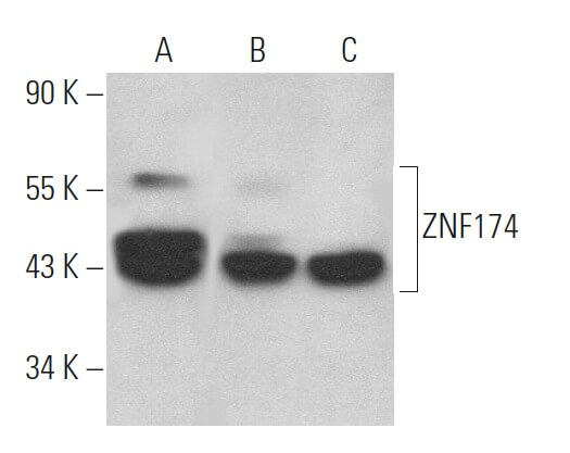 Anti Znf Antibody C Scbt Santa Cruz Biotechnology