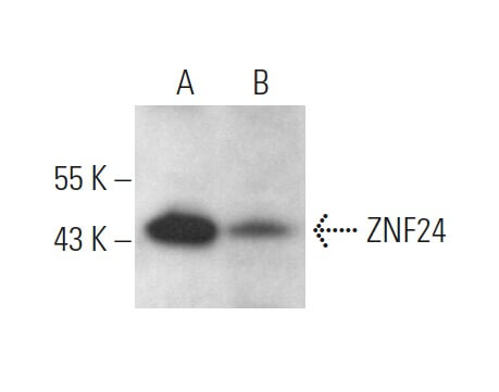 Anti Znf Antibody H Scbt Santa Cruz Biotechnology