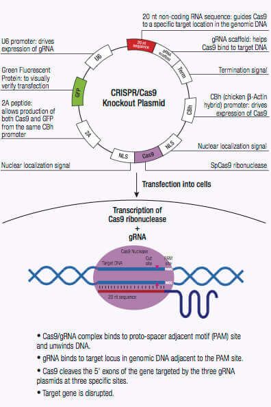 CRISPR Systems Santa Cruz Biotechnology