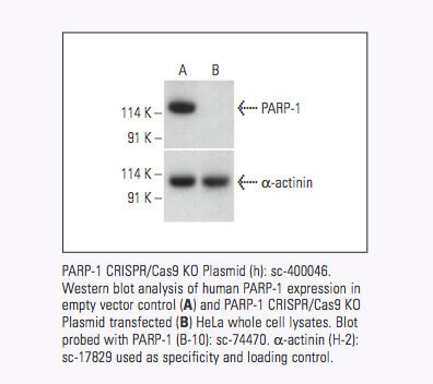 CRISPR