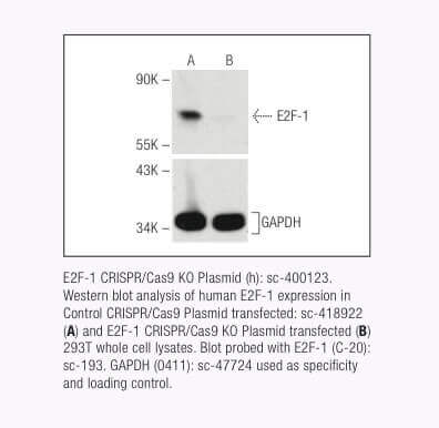 CRISPR