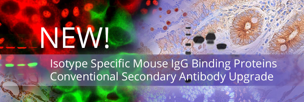 Isotype specific mouse igG binding proteins conventional secondary antibody upgrade.