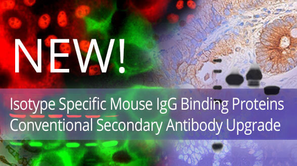 Isotype specific mouse igG binding proteins conventional secondary antibody upgrade.