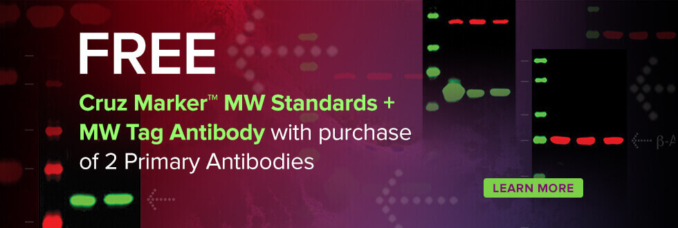 Free Cruz Marker MW Standards and MW Tag antibody with purchase of 2 primary antibodies.