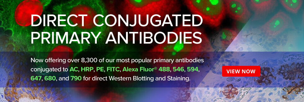 Direct conjugated primary antibodies for Western blotting and staining.